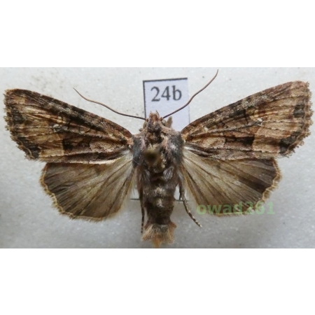 Mesapamea secalis (Linnaeus, 1758) Czech24b